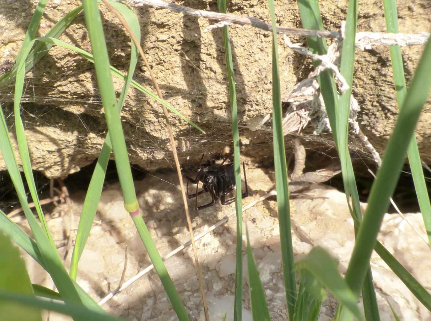 Latrodectus nel Lazio